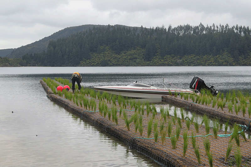 Wetland Module Nets