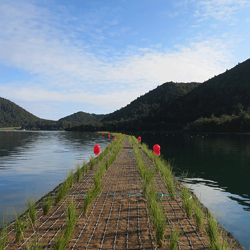 Wetland Module Nets 2