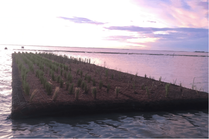 Wetland Module